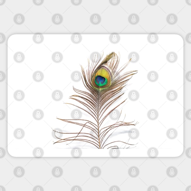 Peacock feather Sticker by nobelbunt